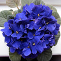 African Violet Plant, Live African Violet Flowers in 4'' Pot, Low-Maintenance Indoor Flowering Plant with Vibrant Blooms (Blue Blooms)