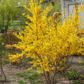 Dormant Forsythia Shrub Plant Live, Vibrant Yellow Flowers Forsythia Bush in Quart Pot, Outdoor Growing