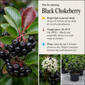 Black Chokeberry Tree Live Plant, Berry Bush, 1.5-2 Ft Tall