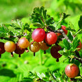 Red Purple Gooseberry Plant, 5-7" Starter Plant, Live Gooseberry Fruit Bush Plants in Soil, No Pot - Edible Berry Fruit Shrub, Hardy Outdoor Garden Plant