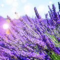 4 Lavender Plants Live Outdoor Indoor, Cold Hardy Fragrant Perennial Herb for Garden and Landscape, 4-8 Inch Tall (Phenomenal Lavender)