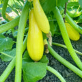 2 Live Yellow Squash Plants, Yellow Squash Zucchini Seedlings in Pot, 4-6 Inches Tall, Vegetable Plant for Growing Outside