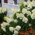 Lime Hydrangea Live Hydrangea Plant, White Flower Plant for Outdoor Planting, Approx 6-10 Inch Tall in 2.5 Inch Pot