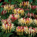 Fragrant Pink Yellow Climbing Honeysuckle Plant Live Vine, Lonicera Perennial Honeysuckle Plants 5 to 9 Inches Tall