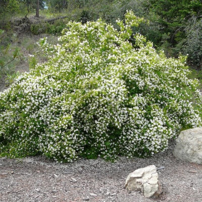 House Plant Mock Orange Bush Philadelphus, Fragrant Mock Orange Blossom Bush Shrub Live Plant Tree in Pot Ready to Plant, 5-9 Inc Tall