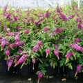 Pink Butterfly Bush Live Plant Shrub, Buddleia Bush Well Rooted, 5 to 10 Inc Tall