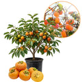 Persimmon Tree Live Plant, High-Yield Persimmon, 2 Ft Tall