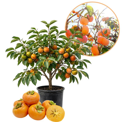 Persimmon Tree Live Plant, High-Yield Persimmon, 2 Ft Tall