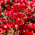 Red Bougainvillea Plant Live, Bougainvillea Flowering Plant Perennial, Rooted Bougainvilleas Trees Starter 6-8 Inches