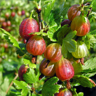 Red Purple Gooseberry Plant, 5-7" Starter Plant, Live Gooseberry Fruit Bush Plants in Soil, No Pot - Edible Berry Fruit Shrub, Hardy Outdoor Garden Plant