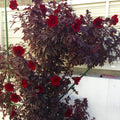 2 Live Cranberry Hibiscus Plants, 4 Inc to 6 Inc Tall, Tropical Plant Live Well Rooted, Hibiscus Live Plants, Hibiscus Plant Live