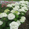 White to Green Hydrangea Live Plant 4" Pot, Hydrangea Shrub Flower Plants for Outdoor or Indoor Planting, Change Color Perennial Plant