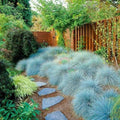2 Blue Fescue Grass Plants Live for Planting, 4" Pot, Blue Fescue Ornamental Grass Live Plants Indoor Outdoor Garden