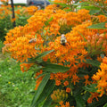 Set 4 Mix Milkweed Plants Live, Milkweed Flower Live Plant for Outdoor Indoor Gardening, Well Rooted, 4''