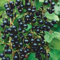 American Black Currant Live Fruit Plant, 6-12" Tall Starter Shrub for Garden, Patio, and Outdoor Spring Growing