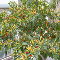 Red White Pepper Plant Live in 2.5 Inch Pot for Planting Outdoor
