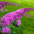 Butterfly Bush Plant, Fragrant Buddleia Shub, Spring-Flowering Butterfly Bush 5-8 Inches (Pink)