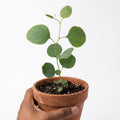 Eucalyptus Live Plant Fully Rooted, Fragrant Foliage Houseplant, Easy Care for Indoor and Outdoor, 2.5" Pot (Baby Blue Eucalyptus Tree)