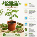 Live Moringa Oleifera Plant, 4 to 8 Inches Tall, Outdoor Tree