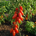 San Maranzo Tomato Live Plant, 2 Plant Per Pot, Red Tomato Plant 5-8" Tall