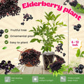 2 American Elderberry Plants Live for Planting, Black Elderberry Bush Live Plant 6 to 12 Inc Height, Bareroots