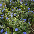3 Evolvulus Blue Daze Live Plants, 4–6 Inch Tall Perennial Flowers, Well-Rooted Ground Cover for Indoor and Outdoor Spaces