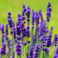 2 Phenomenal Lavender Live Plants, Fragrant Lavender Flowering Herb Plants, 4-8" Tall, Well Rooted for Gardens, Containers and Landscaping