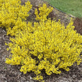 Yellow Forsythia Plants Live for Flowering in 4 Inch Container, Lynwood Gold Forsythia Bush Live Plant, Forsythia Shrub