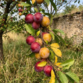 Cherry Plum Tree Live Plant, Plum Fruit Tree Plant, 2-3 Ft Tall