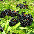 Black Elderberry Plant Live, Backyard Berry Plant, 10-12 Inch Tall
