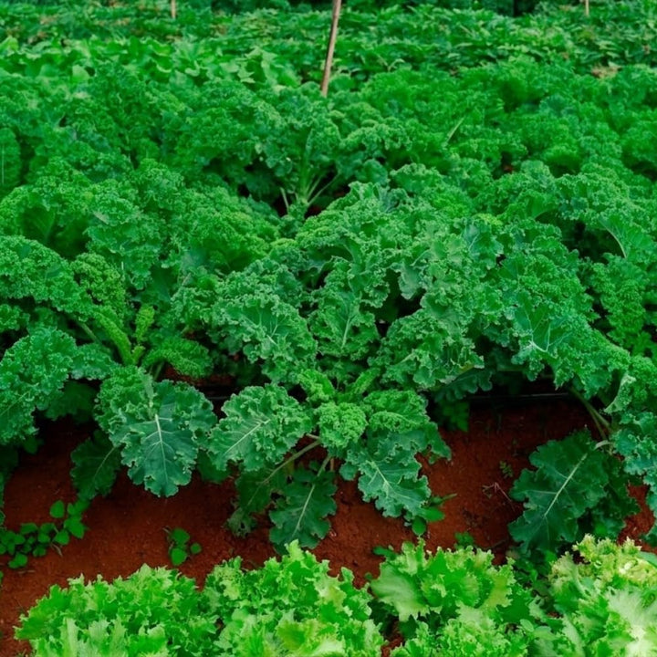3 Kale Plants for Planting, Live Kale Plant in 4'’ Pot, Hardy Vegetable Seedling, 4-6 Inch Tall, Well-Rooted, 3 Plants Per Pot