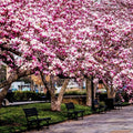 2 Jane Magnolia Trees Live Plants, Pink Magnolia Shrub Tree Live Plant in 2.5" Pot, 6-12 Inches