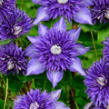 Clematis Vine Plant Live for Planting, Clematis Plants Live, 4 to 6 Inch Tall, 2.5 Inc Pot Well Rooted, Clematis Seeds Perennial, Blue Clematis Double Flower