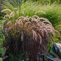 2 Purple Fountain Grass Plants, 4-9 Inch Tall Perennial Grass Clumps for Outdoor Growing, Ornamental Grasses Plants