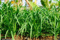 10 Perennial Chives Plant Live for Gardening Outdoors, Well Rooted Plants