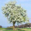 Pear Tree Plant Live, Sweet Crisp Fruit Tree, 1.5-2.5 Ft Tall