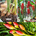 8 Zerumbet Zingiber Shampoo Ginger Roots Rhizomes, Awapuhi Fresh 9 Months Old Roots, Red Ginger Rhizomes Oudoor Planting, Pinecone Lily Ginger Flowers Cold Hardy