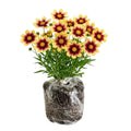 Sunset Coreopsis Plant Live, 3-5 Inch Tall, Hardy Yellow Tickseed Flower Plant for Outdoor Gardens, No Pot