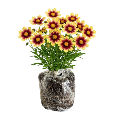 Sunset Coreopsis Plant Live, 3-5 Inch Tall, Hardy Yellow Tickseed Flower Plant for Outdoor Gardens, No Pot