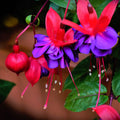 Set 2 of Fuchsia Plants, Fuchsia Live Plant, 3 to 5 Inc Long, Purple Flower Plant Live Indoor Outdoor