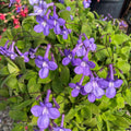 Pack of 4 Concord Blue Streptocarpella Plants Live, Common Flowers Starter Size 4-6", Streptocarpus False African Violet, Ladyslipper Primose Indoor Outdoor Planting