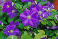 Clematis Vine Plant Live for Planting, Clematis Plants Live, 4 to 6 Inch Tall, 2.5 Inc Pot Well Rooted, Clematis Seeds Perennial, Purple Clematis