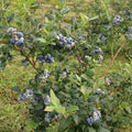 Northern Highbush Blueberry Live Plant, 4 Inches Pot