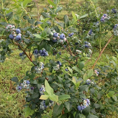 Northern Highbush Blueberry Live Plant, 4 Inches Pot