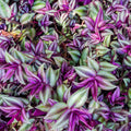 Silver Wandering Jew Live Plant 2.5 Potted, Wandering Jew Live Plant Indoor, House Plant Indoors Live