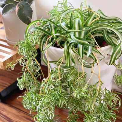 Curly Spider Plants Live Houseplants in 4" Pot, Airplane Live Plants Indoor Outdoor Decor and Planting