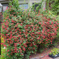 Honeysuckle Live Plant, Fragrant Honeysuckle Vines, Perennial Lonicera Bush for Outdoor Garden 3-6 Inches (Red)