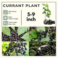 Black Currant Bush Live Plant, Black Currant Plant Live to Grow 5-9 Inch Height, Sweet Currant Berry Fruit Plant