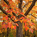 Sassafras Live Tree, 1-2 Feet Tall, Deciduous Landscape Tree