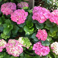 Pink to Deep Red Hydrangea Flower Plant Live 4" Pot, Hydrangea Shrub Flower Plants for Outdoor or Indoor Planting, Change Color Perennial Plant